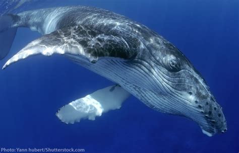 Only the best hd background pictures. Humpback Whale Facts for Kids, Students & Adults. Pictures ...