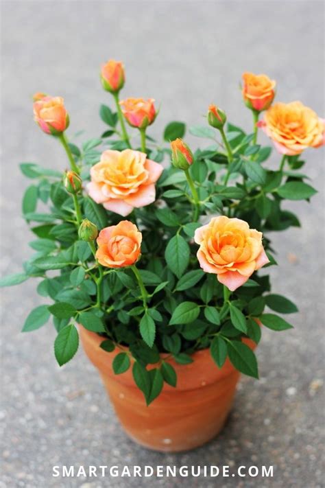 Growing Miniature Roses Indoors Mini Rose Houseplant Care All You