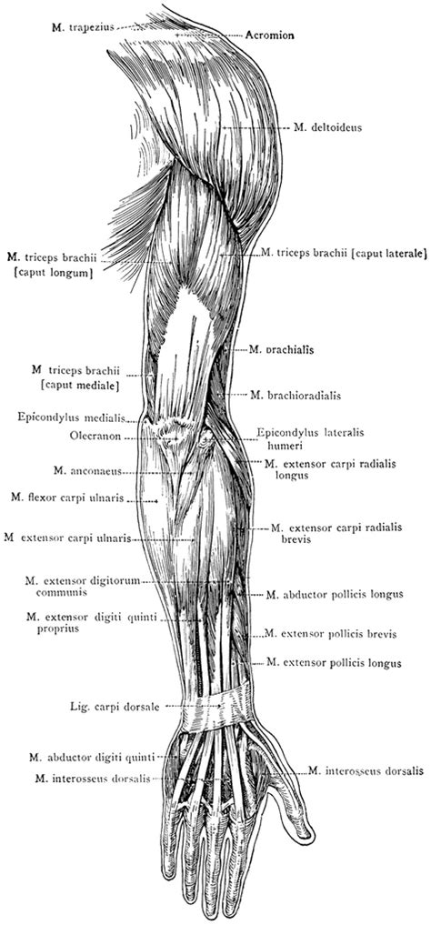 Arm Muscles Diagram 25 Muscles Of The Arm Labeled Markcritz
