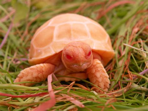 Albino Pink Belly Sidenecks For Sale Albino Turtles Turtle Morphs