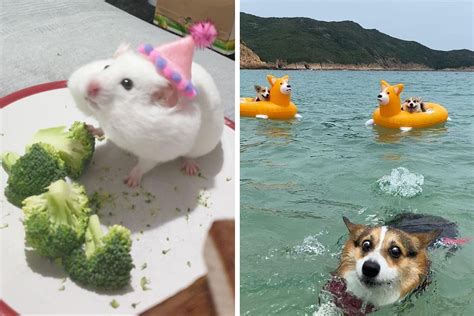 30 Hilariously Goofy Animals To Brighten Up Your Day New Pics