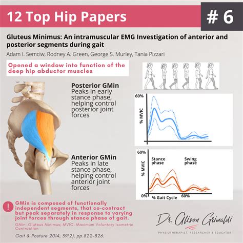6 Of 12 Top Hip Papers Gluteus Minimus Emg In Gait