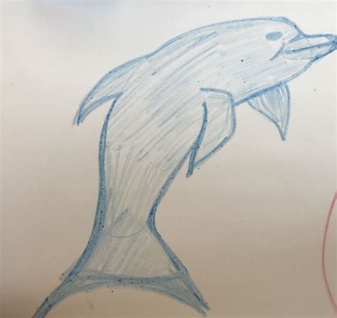 How To Draw A Dolphin 14 Steps With Pictures Wikihow
