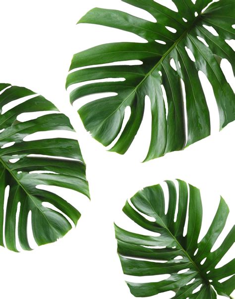 Tropical Leaf Printable Art Monstera Leaves By Paperstormprints