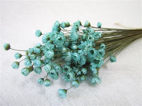 Dried Mini Daisy Flowers In Turquoise Green Dried Flowers