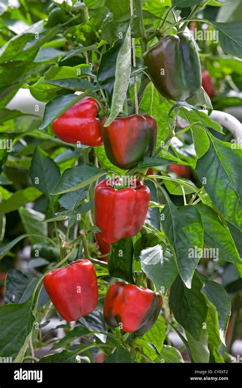 Red Bell Pepper Plant Sweet Peppers Capsicum Annuum Growing In