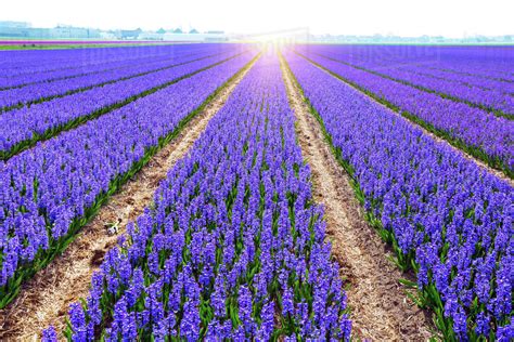 Famous Dutch Flower Fields During Flowering Rows Of Colorful
