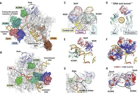 Structure Of The Complete Elongation Complex Of RNA Polymerase II With