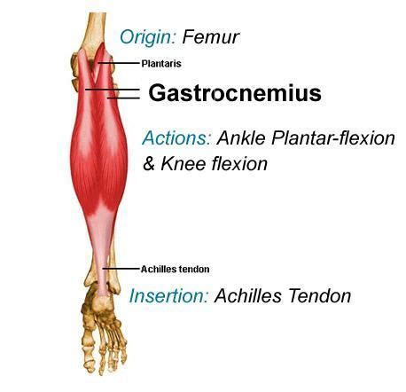 Gastrocnemius Origin And Insertion And Action / Posterior Compartment