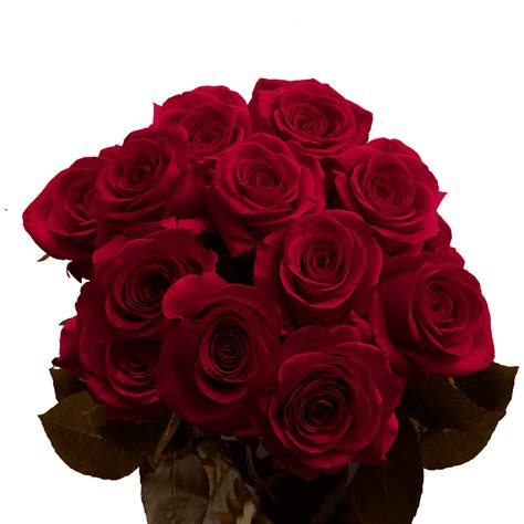 Burgundy Rose Png Png Image Collection
