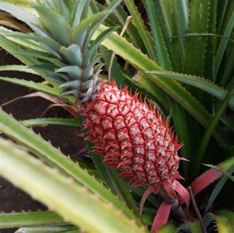 Pink Pineapples Exist In The World Now So Please Take All My Money
