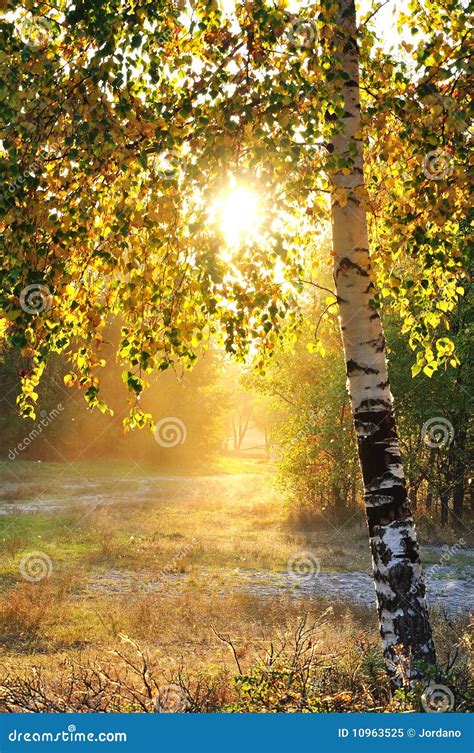 Birch Trees In A Summer Forest Royalty Free Stock Photo Image 10963525