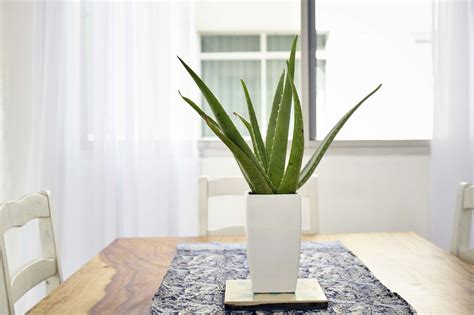 The 10 Best Indoor Plants For Clean Air