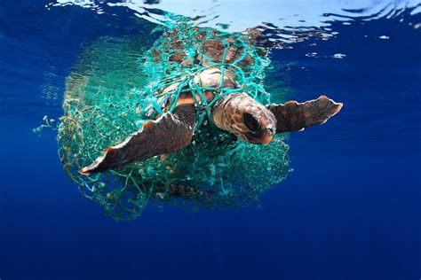 World Oceans Day These Photos Show The Importance Of Marine Conservation