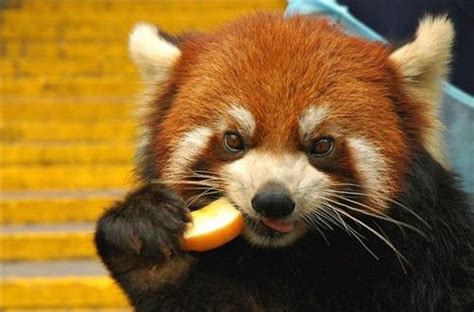 The Red Panda Asian Animal Awareness