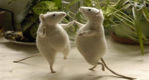 40 All Time Funny Pictures Of Dancing Animals