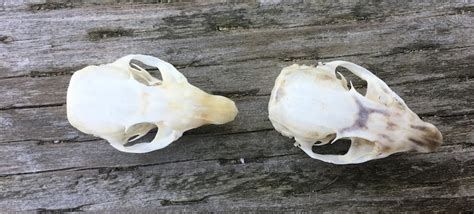 Rare 13 Lined Ground Squirrel Skull Thirteen Taxidermy Bone Etsy