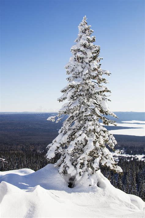 Zyuratkul Winter Landscape Snow Covered Lonely Spruce Stock Photo