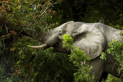 Africa S Elephants Now Endangered By Poaching Habitat Loss