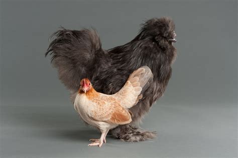 Now Coming To A Backyard Near You Weird Chickens Wsj
