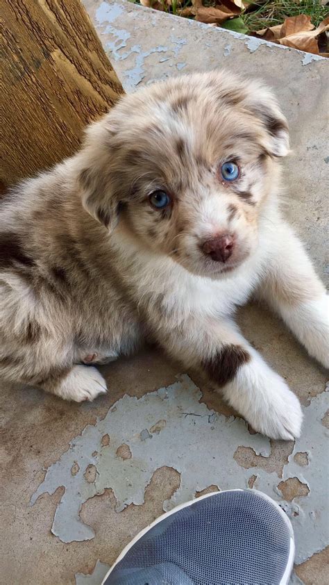 Aussie Puppy Australianshepherdnames Cute Dogs Breeds Aussie