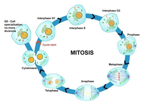 In this video i demonstrate how to use dual coding to introduce and teach mitosis. Mitosis