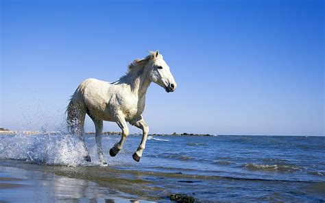 1284x2778px Free Download Hd Wallpaper White Horse Running On The