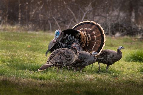 Wild Turkey Mating Series 1 Of 5 Wild Turkey Meleagris Ga Flickr