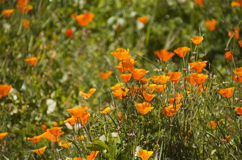 California Poppies Free Stock Photo Public Domain Pictures
