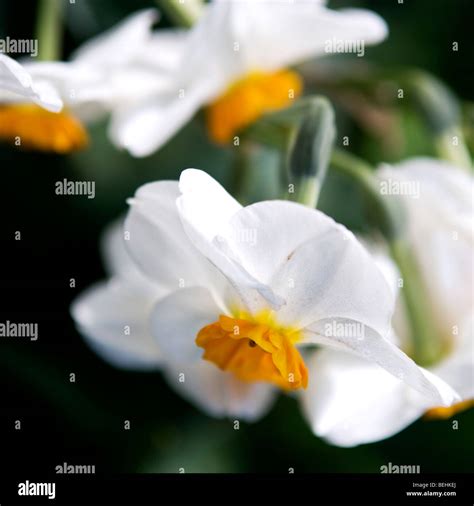 Easter Daffodils Hi Res Stock Photography And Images Alamy