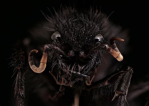 The Top Nine Scariest Southern Californian Bugs News