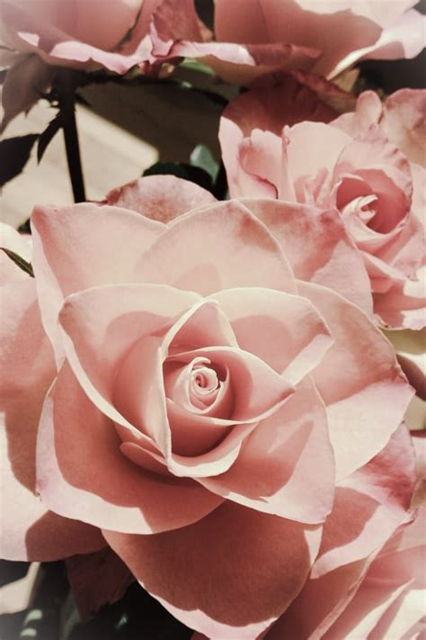 40 Rose Aesthetic Wallpaper For Your Phone Prada And Pearls