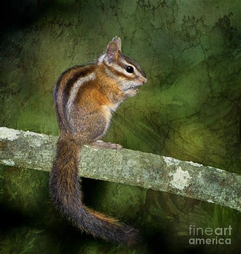 Chipmunk In The Forest Photograph By Betty Larue Fine Art America