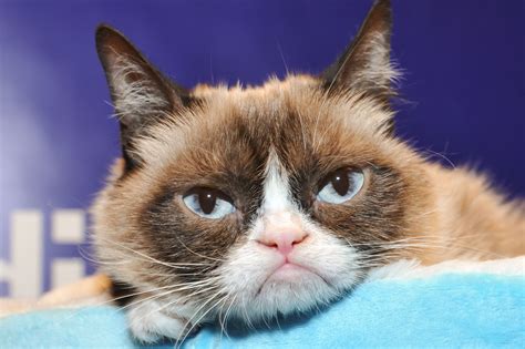 Report That Grumpy Cat Made Million In Two Years Is Completely Inaccurate Vox