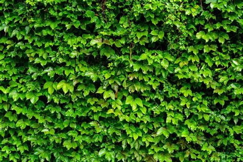 Wall Of Ivy Wall Mural Ivy Wall Murals Your Way Green Ivy