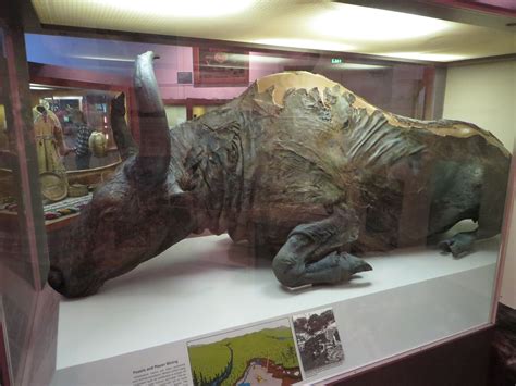 Steppewisent Bison Priscus Bison Prehistoric Animals Extinct Animals