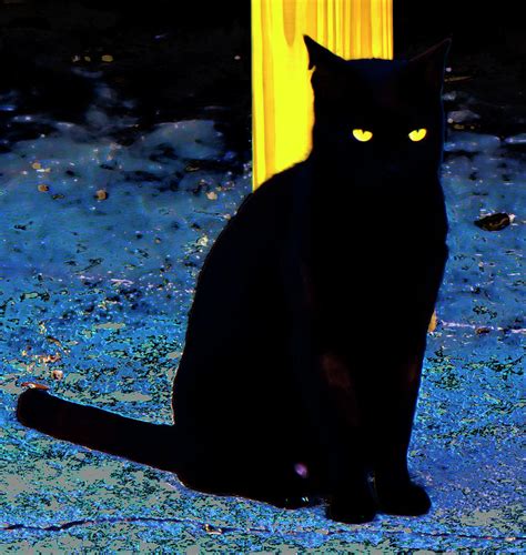 Black Cat Yellow Eyes Ubicaciondepersonascdmxgobmx