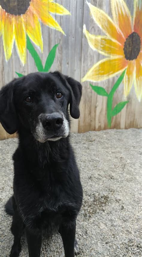 Перевод слова kennel, американское и британское произношение, транскрипция, словосочетания, однокоренные слова, примеры использования. Carden Kennels - Carden Kennels added a new photo. | Facebook