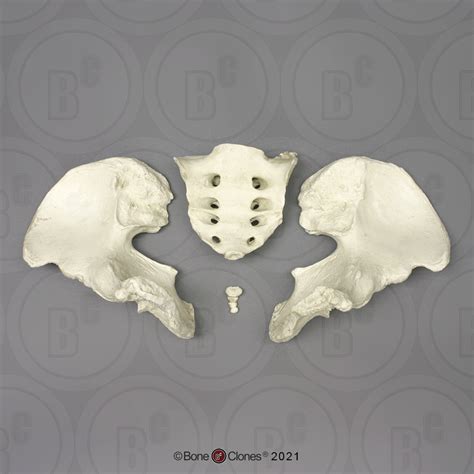 Disarticulated Human Male Pelvis Bone Clones Inc Osteological Reproductions