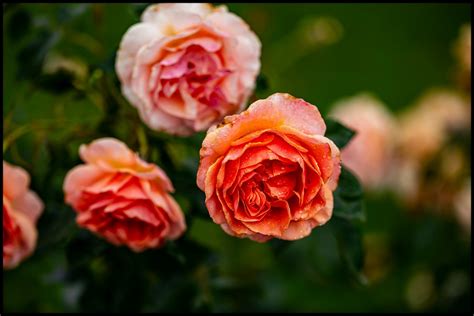 The Lady Of Shalott David Austin Heritage Orange Rose A Flickr
