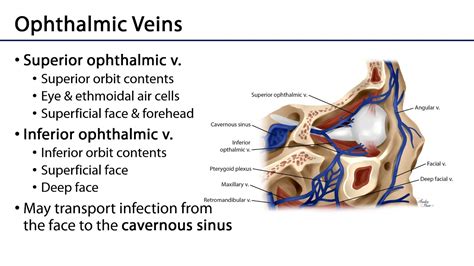 Ophthalmic Artery And Veins Orbit And Eye M1 Learning Objectives Youtube