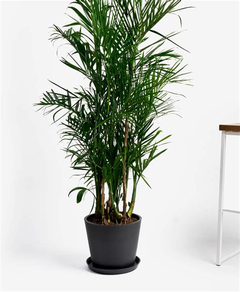 Buy Extra Large Potted Bamboo Palm 5 Pot Color Options For 195 30