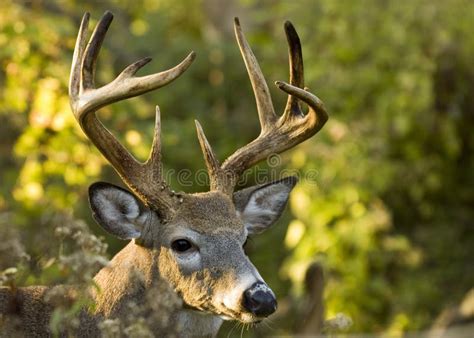 Whitetail Deer Buck Stock Photo Image Of Trophy National 134162