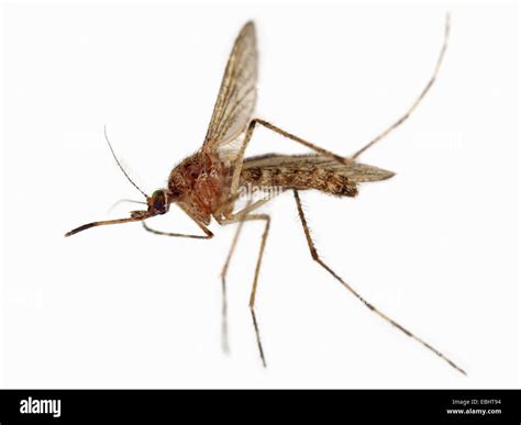 Mosquito Close Up Hi Res Stock Photography And Images Alamy