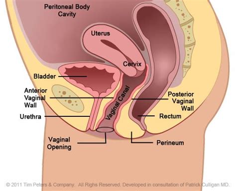 Urethra Female Anatomy Pictures Memmiblog