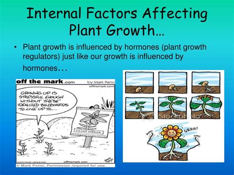 Ppt Plant Growth Powerpoint Presentation Id3096084