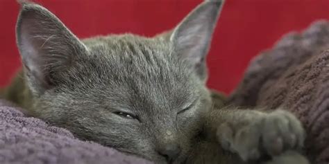 How Many Hours A Day Do Cats Sleep Explained
