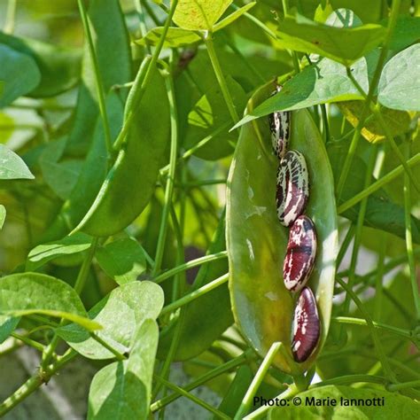 Bush and pole or vine varieties. Pin on Garden