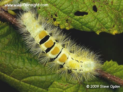 Pale Tussock Moth And Caterpillar Calliteara Pudibunda Wildlife Insight