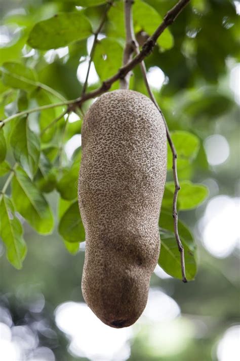 Big Fruit Of Sausage Tree Kigelia Africana Mauritius Stock Image